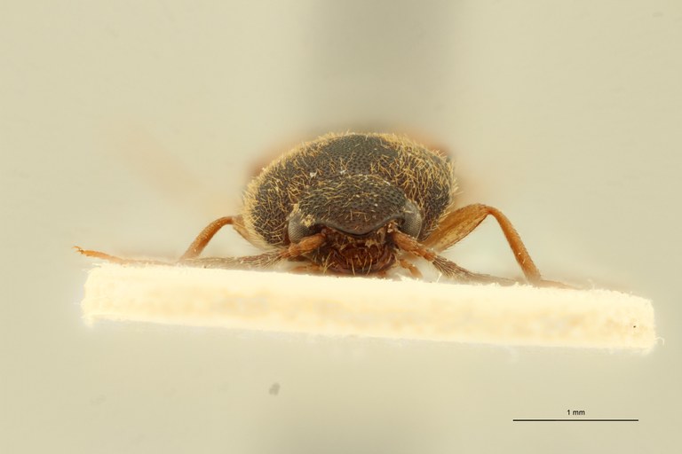 Procraerus corpusculus M Pt F.jpg Procraerus corpusculus M Pt F.jpg