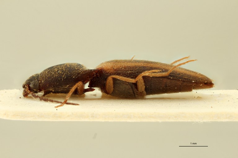 Procraerus corpusculus M Pt L.jpg Procraerus corpusculus M Pt L.jpg