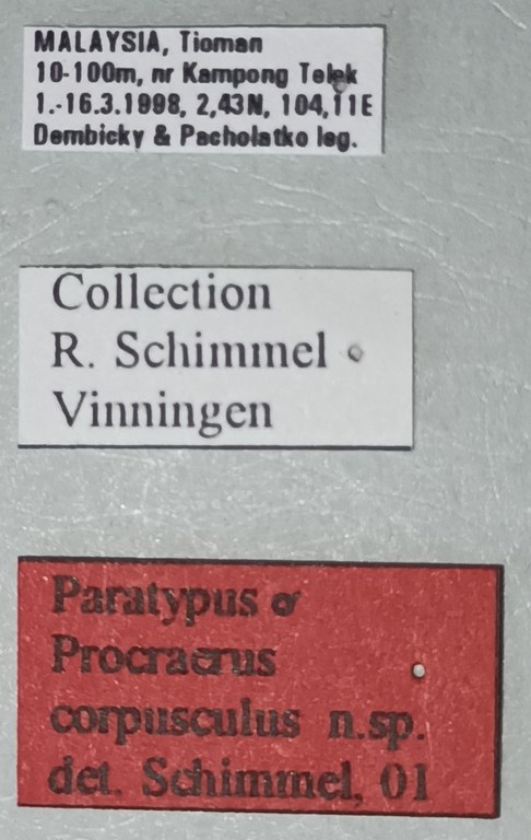 Procraerus corpusculus M Pt Labels.jpg Procraerus corpusculus M Pt Labels.jpg