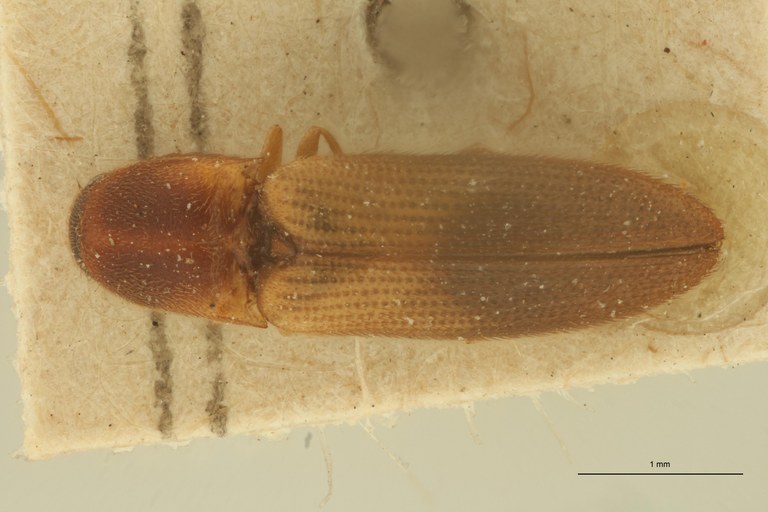 Procraerus futiliformis Pt D.jpg