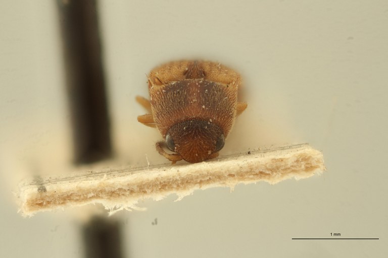 Procraerus futiliformis Pt F.jpg