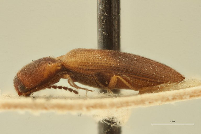 Procraerus futiliformis Pt L.jpg