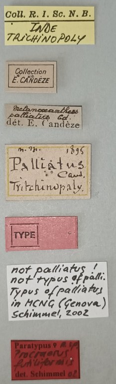 Procraerus futiliformis Pt Labels.jpg