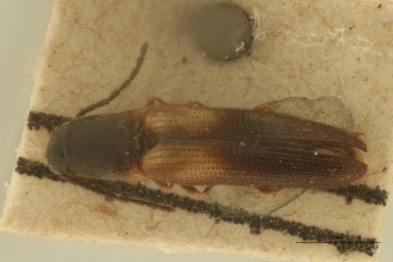 Procraerus futiliformis Ht D.jpg Procraerus futiliformis Ht D.jpg