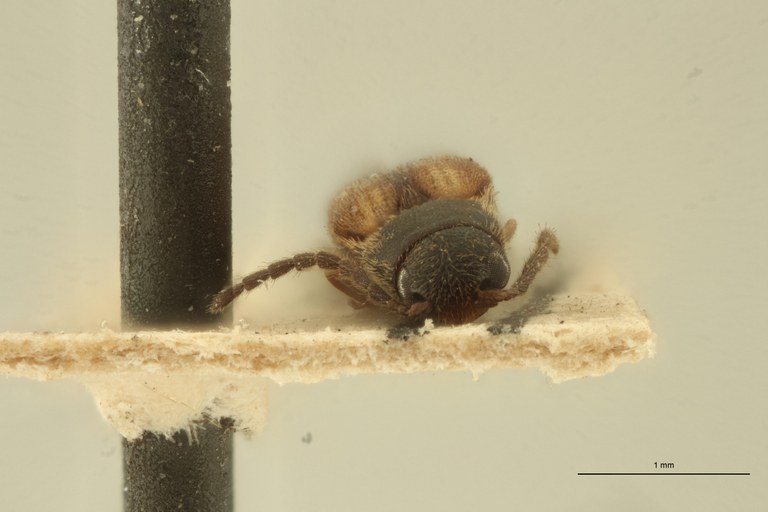 Procraerus futiliformis Ht F.jpg Procraerus futiliformis Ht F.jpg