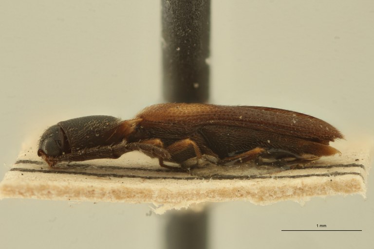 Procraerus futiliformis Ht L.jpg Procraerus futiliformis Ht L.jpg