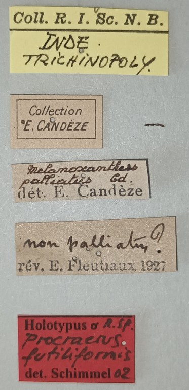 Procraerus futiliformis Ht Labels.jpg Procraerus futiliformis Ht Labels.jpg