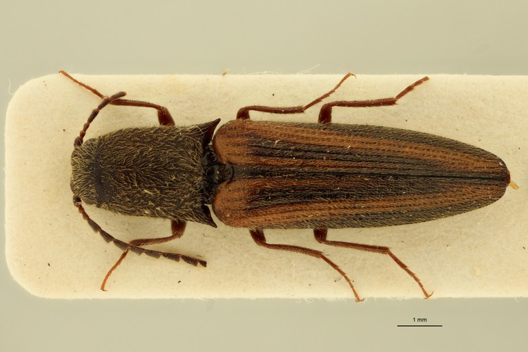 Procraerus parallelicollis M Pt D.jpg Procraerus parallelicollis M Pt D.jpg