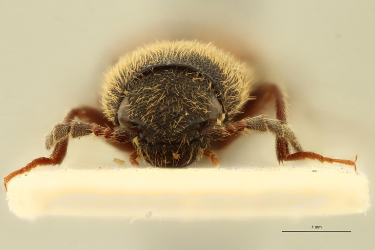 Procraerus parallelicollis M Pt F.jpg Procraerus parallelicollis M Pt F.jpg