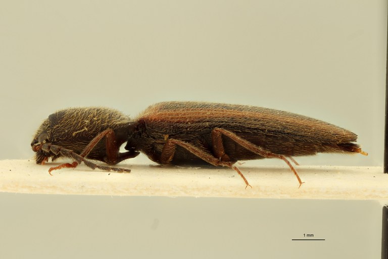 Procraerus parallelicollis M Pt L.jpg Procraerus parallelicollis M Pt L.jpg