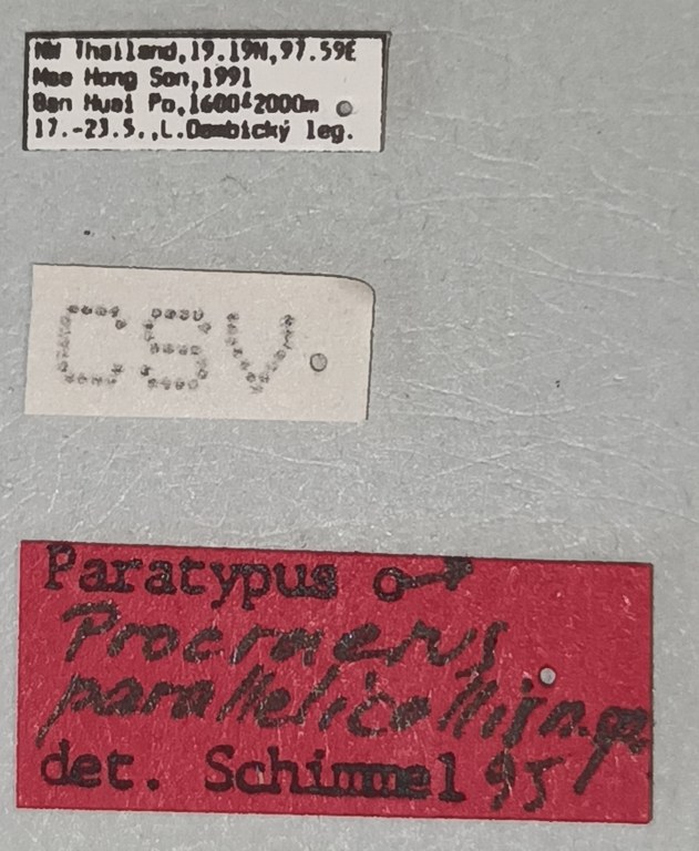 Procraerus parallelicollis M Pt Labels.jpg Procraerus parallelicollis M Pt Labels.jpg