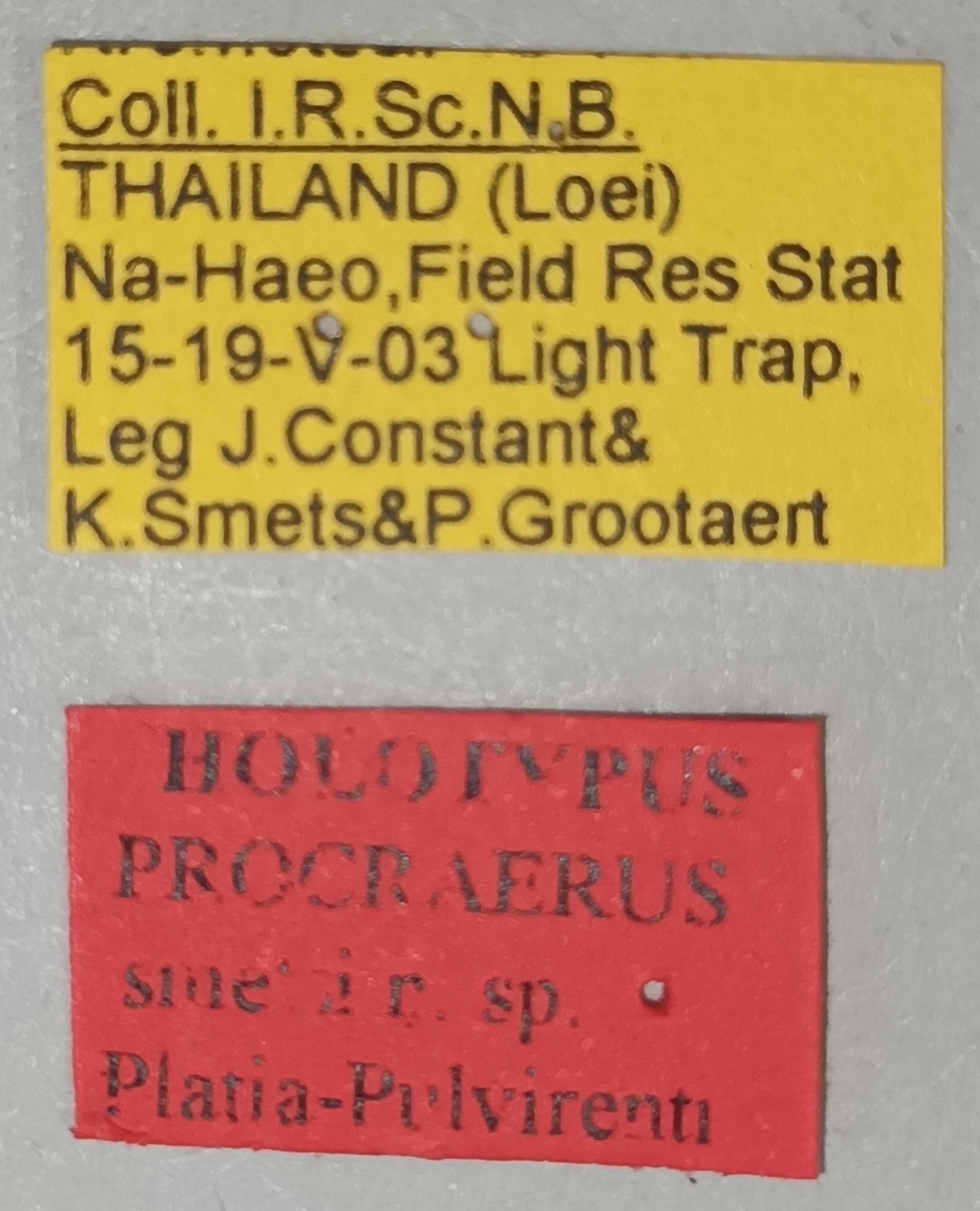 Procraerus smetsi Ht Labels.jpg