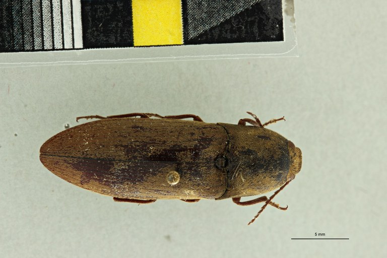 Propsephus cervinus F Lt D.jpg Propsephus cervinus F Lt D.jpg