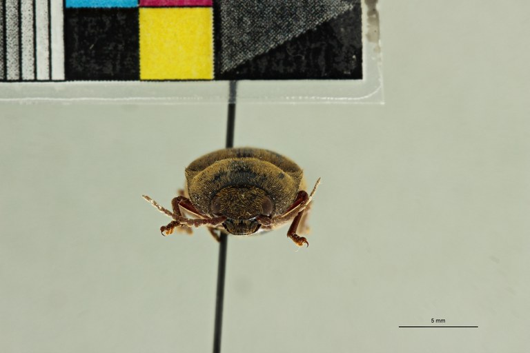 Propsephus cervinus F Lt F.jpg Propsephus cervinus F Lt F.jpg