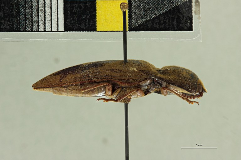 Propsephus cervinus F Lt L.jpg Propsephus cervinus F Lt L.jpg