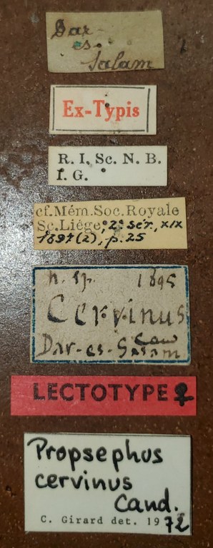 Propsephus cervinus F Lt Labels.jpg Propsephus cervinus F Lt Labels.jpg