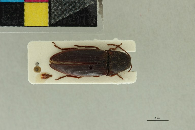 Propsephus feralis M Lt D.jpg Propsephus feralis M Lt D.jpg