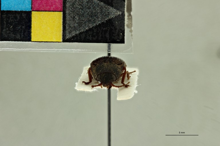 Propsephus feralis M Lt F.jpg Propsephus feralis M Lt F.jpg
