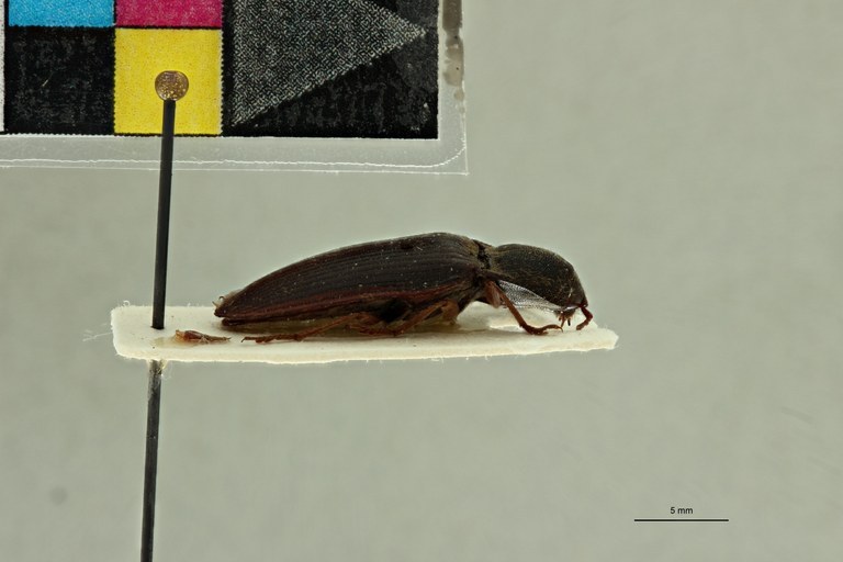 Propsephus feralis M Lt L.jpg Propsephus feralis M Lt L.jpg