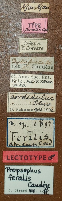 Propsephus feralis M Lt Labels.jpg Propsephus feralis M Lt Labels.jpg
