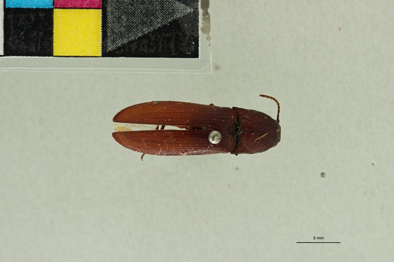 Propsephus geminatus F Lt D.jpg Propsephus geminatus F Lt D.jpg