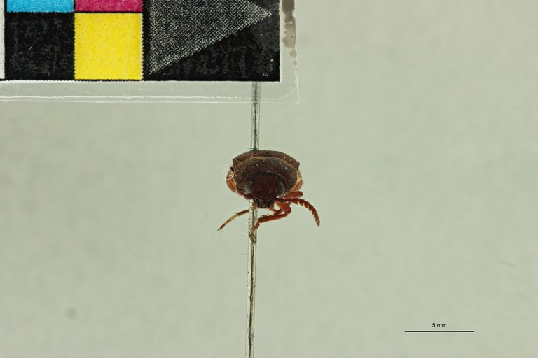 Propsephus geminatus F Lt F.jpg Propsephus geminatus F Lt F.jpg