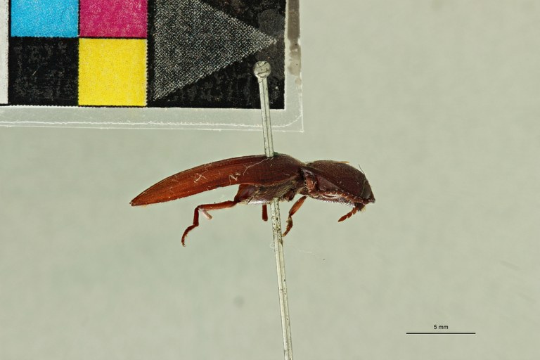 Propsephus geminatus F Lt L.jpg Propsephus geminatus F Lt L.jpg