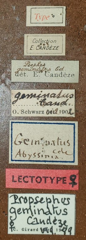 Propsephus geminatus F Lt Labels.jpg Propsephus geminatus F Lt Labels.jpg