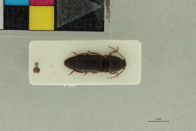 Propsephus girardi Pt D.jpg