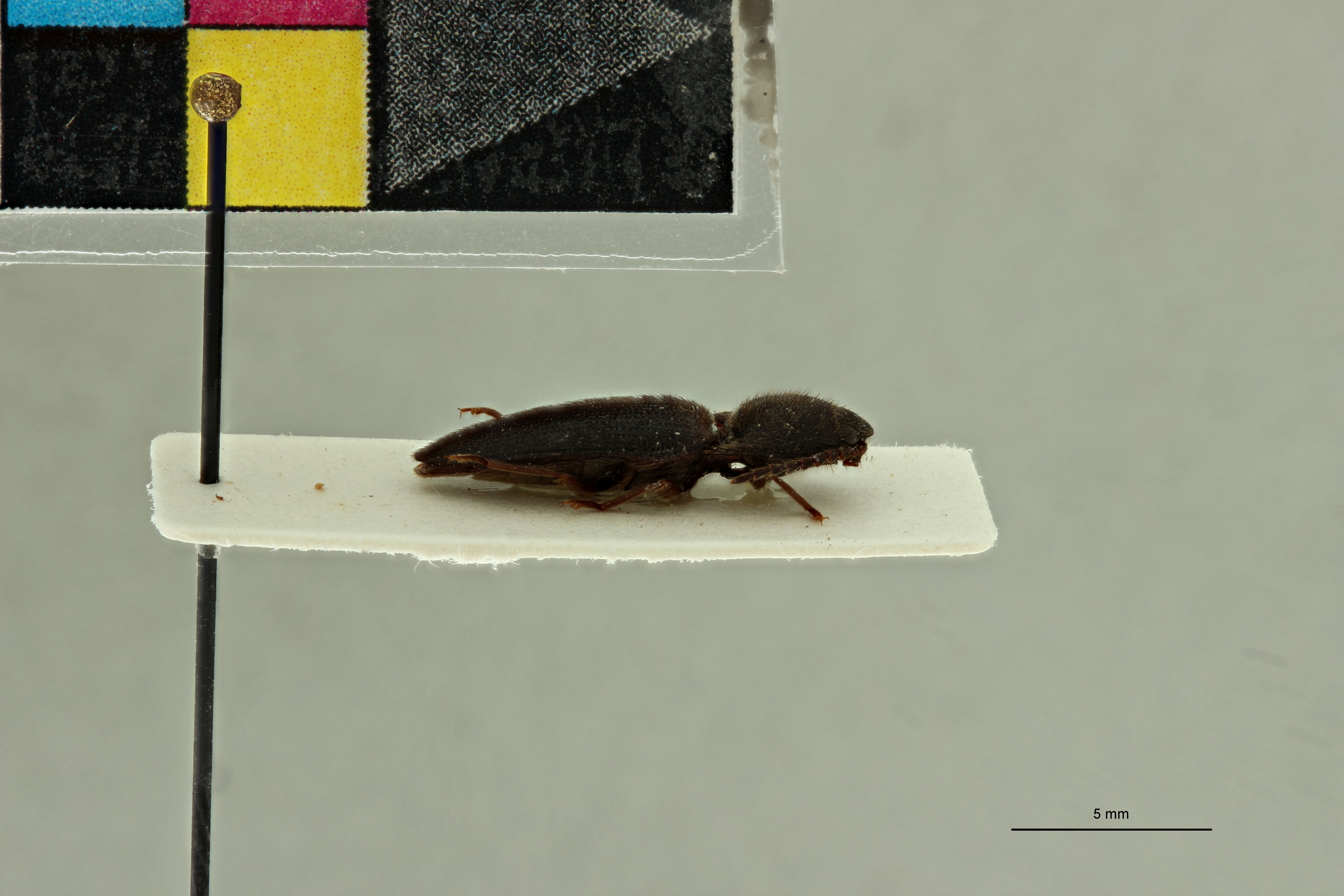 Propsephus girardi Pt L.jpg