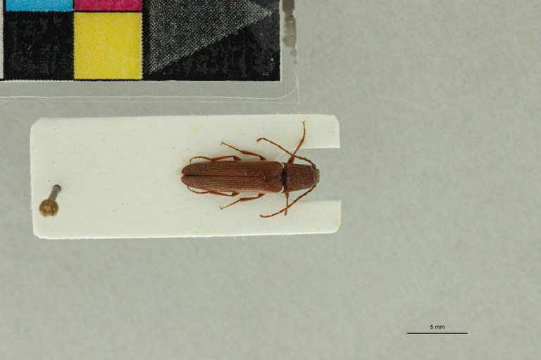 Propsephus gracilentus Pt D.jpg