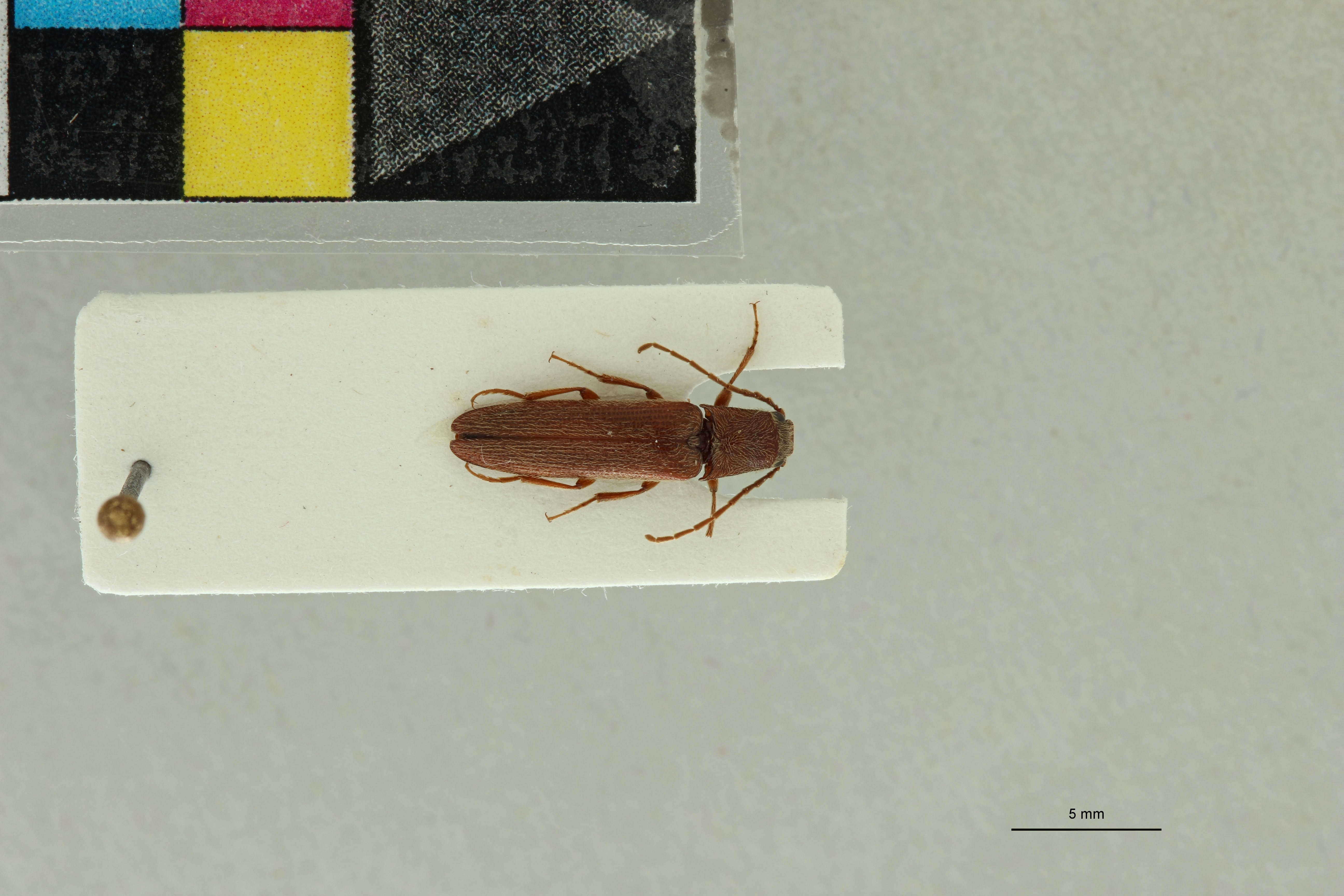 Propsephus gracilentus Pt D.jpg