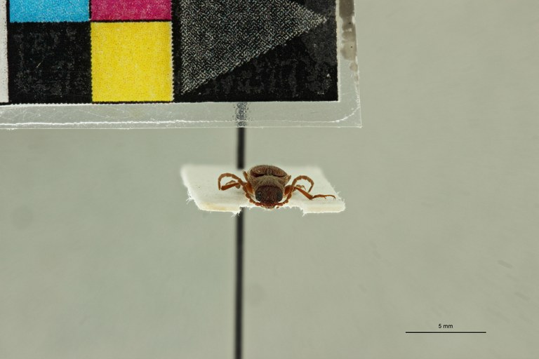 Propsephus gracilentus Pt F.jpg