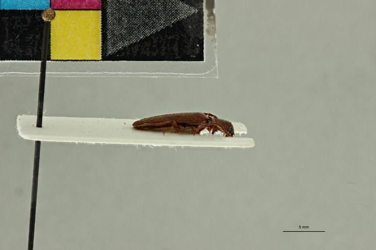Propsephus gracilentus Pt L.jpg