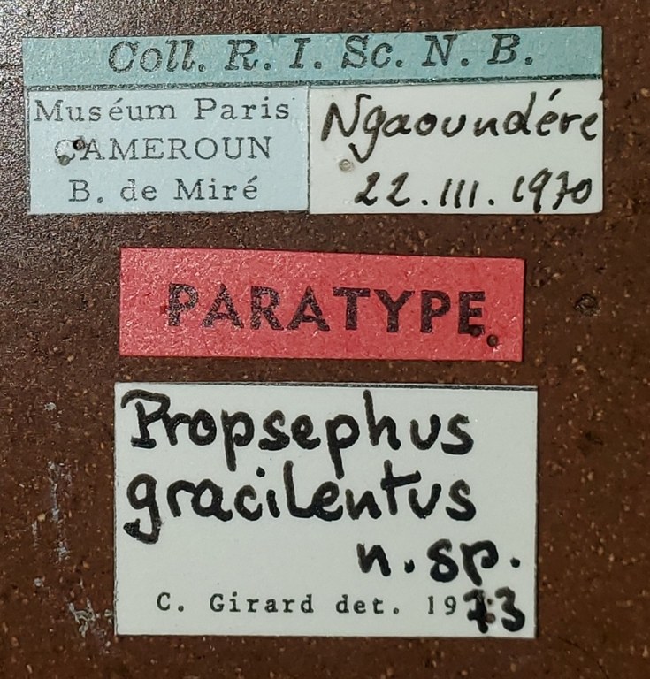 Propsephus gracilentus Pt Labels.jpg