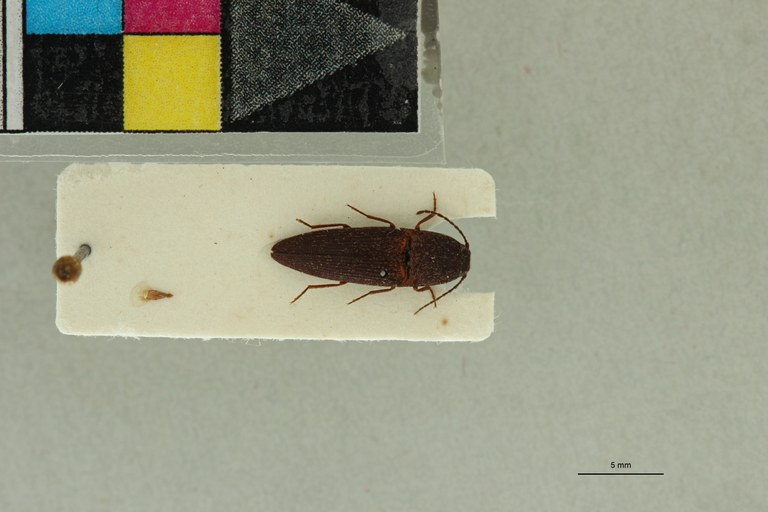 Propsephus hebetatus M Plt D.jpg Propsephus hebetatus M Plt D.jpg