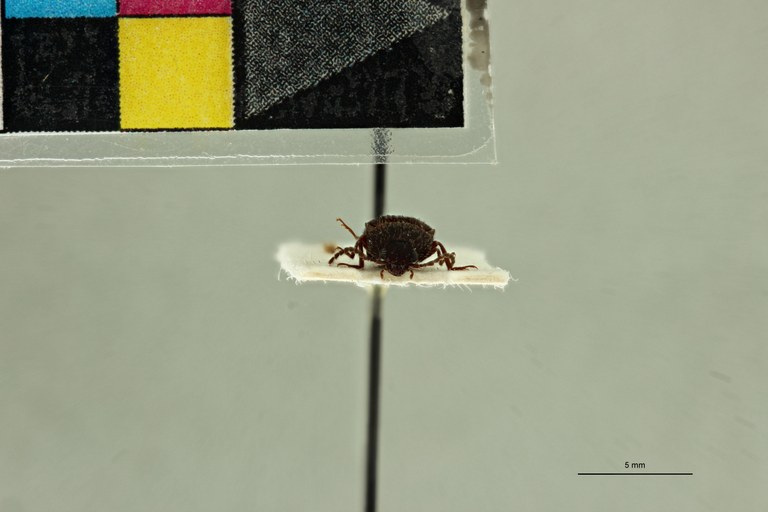 Propsephus hebetatus M Plt F.jpg Propsephus hebetatus M Plt F.jpg