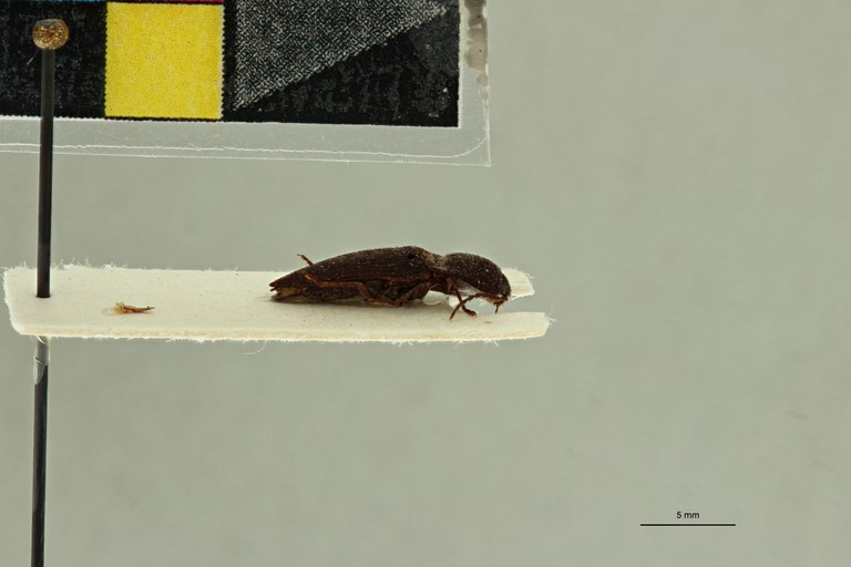 Propsephus hebetatus M Plt L.jpg Propsephus hebetatus M Plt L.jpg