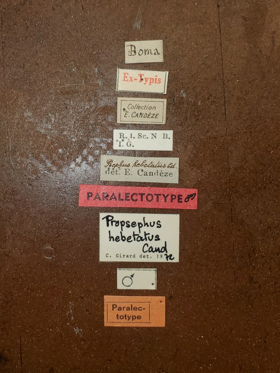 Propsephus hebetatus M Plt Labels.jpg Propsephus hebetatus M Plt Labels.jpg