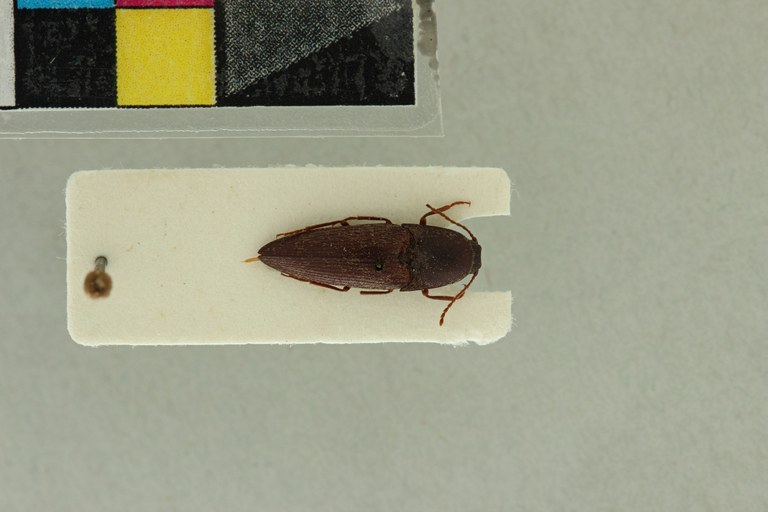 Propsephus hebetatus F Plt D.jpg Propsephus hebetatus F Plt D.jpg