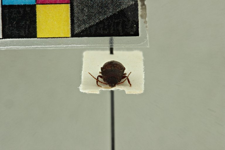 Propsephus hebetatus F Plt F.jpg Propsephus hebetatus F Plt F.jpg