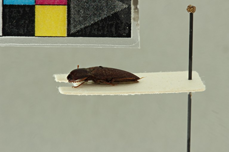 Propsephus hebetatus F Plt L.jpg Propsephus hebetatus F Plt L.jpg