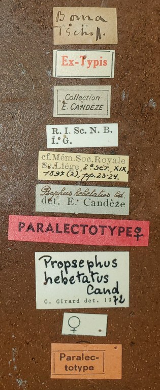 Propsephus hebetatus F Plt Labels.jpg Propsephus hebetatus F Plt Labels.jpg