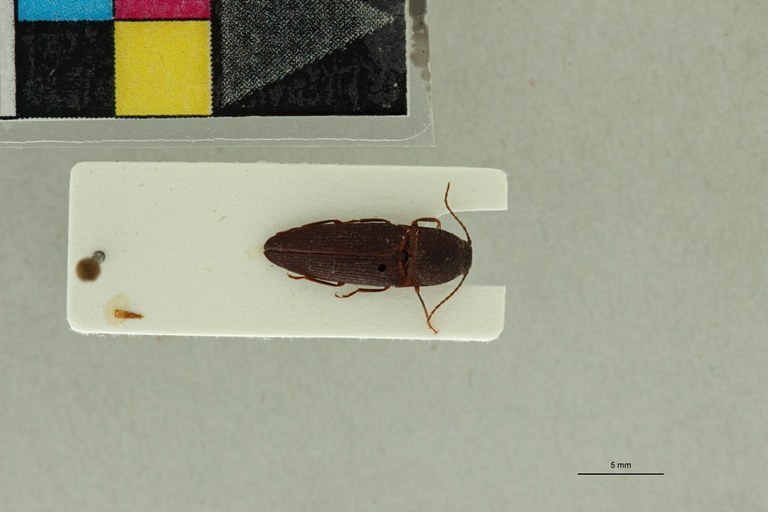 Propsephus hebetatus M Lt D.jpg Propsephus hebetatus M Lt D.jpg