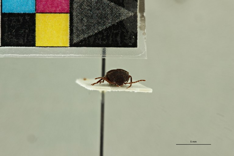 Propsephus hebetatus M Lt F.jpg Propsephus hebetatus M Lt F.jpg