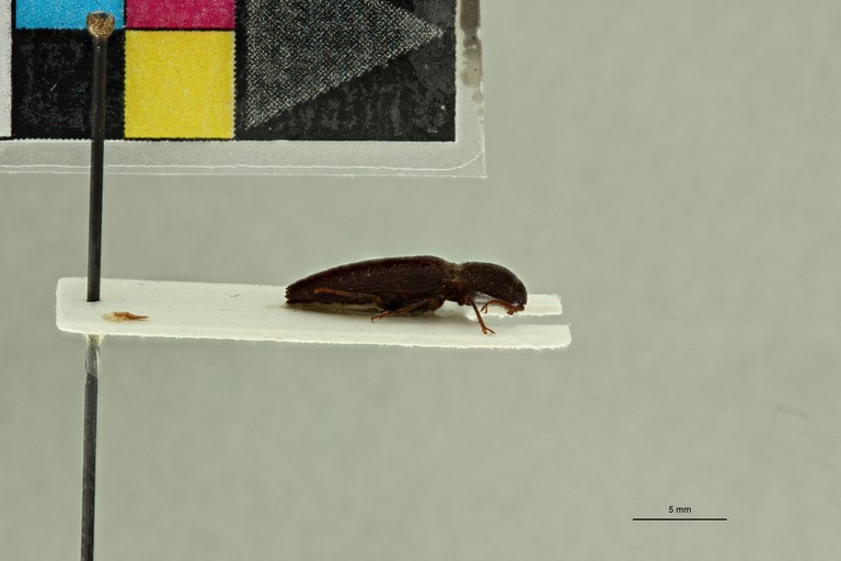 Propsephus hebetatus M Lt L.jpg Propsephus hebetatus M Lt L.jpg