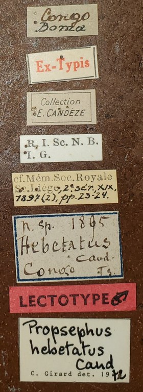 Propsephus hebetatus M Lt Labels.jpg Propsephus hebetatus M Lt Labels.jpg