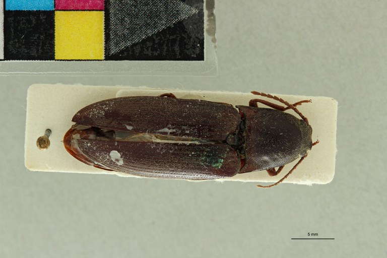Propsephus itimbirensis F Lt D.jpg Propsephus itimbirensis F Lt D.jpg