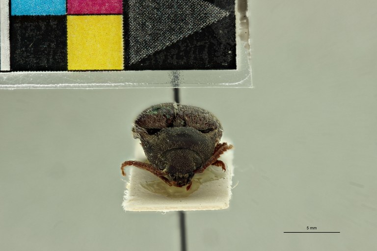 Propsephus itimbirensis F Lt F.jpg Propsephus itimbirensis F Lt F.jpg