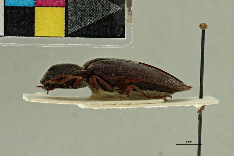 Propsephus itimbirensis F Lt L.jpg Propsephus itimbirensis F Lt L.jpg